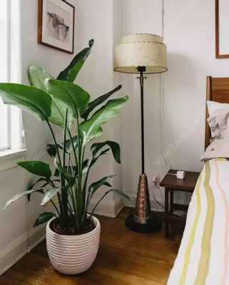 哪些植物可以放在房间里？卧室一般放什么植物-图3