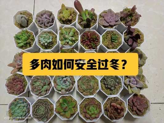 多肉能过冬吗？多肉植物怎么过冬-图1