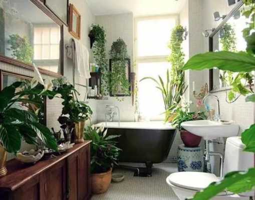 客厅卫生间相对放什么植物好？客厅栽什么植物好种活-图3