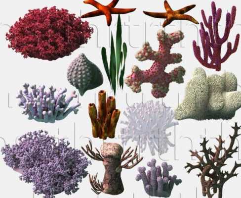 海底植物的特点描述4种？海底的植物有哪些特点-图3