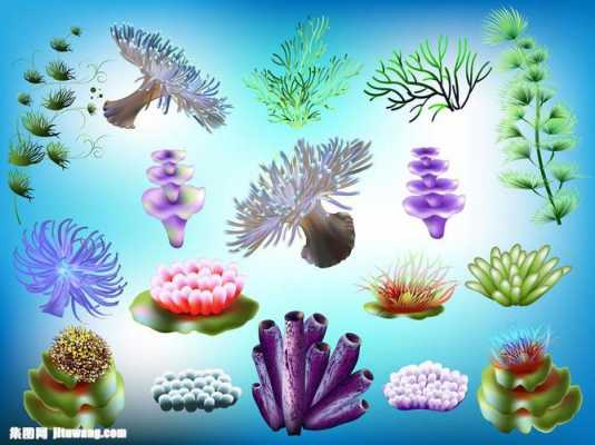 海底植物的特点描述4种？海底的植物有哪些特点-图1