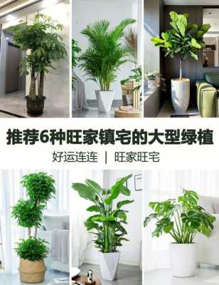 十大最旺家宅的植物？合适室内种植的植物-图1