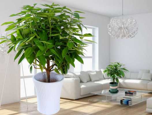 十大最旺家宅的植物？合适室内种植的植物-图3