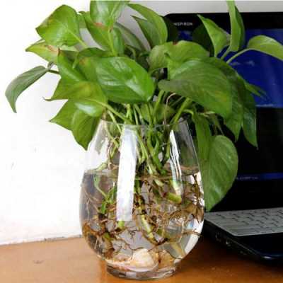 如何除花瓶里的水碱?我用花瓶水养了几株植物，可时间一长？怎样养好水养植物