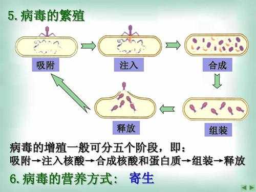 三种微生物的繁殖方式？植物细胞的繁殖方式-图2