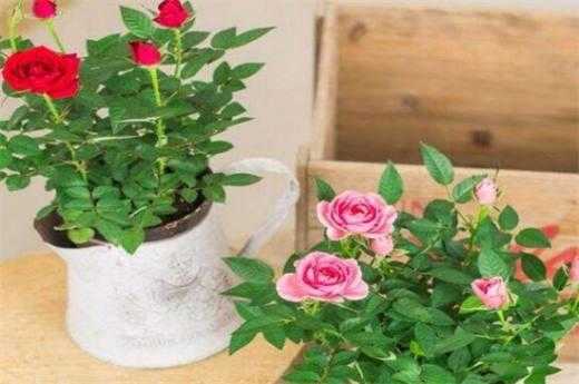 玫瑰花怎么养，玫瑰花的养殖方法和注意事项？玫瑰花植物养殖方法-图1