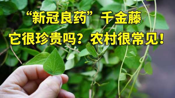 千斤藤的种类？台湾藤植物-图1