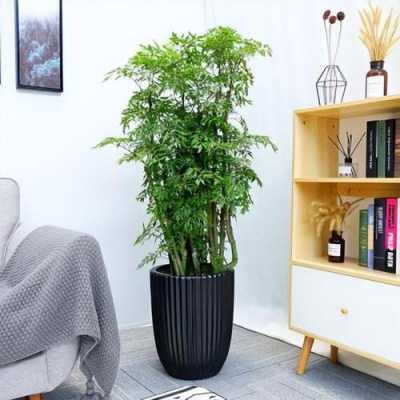 放置在室内最好的木本植物？室内木本植物-图2
