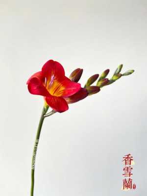 红香雪兰花（香雪兰花卉）-图1