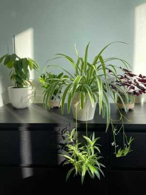 适合室内养的植物？适合家里的植物-图3