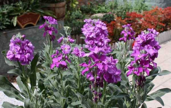 紫罗兰花是什么形状（紫罗兰花是什么形状的花）-图2