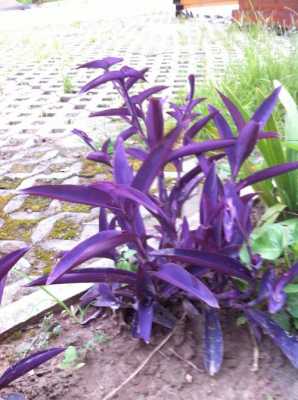 种子紫色的植物有哪些？紫色植物有哪些-图1