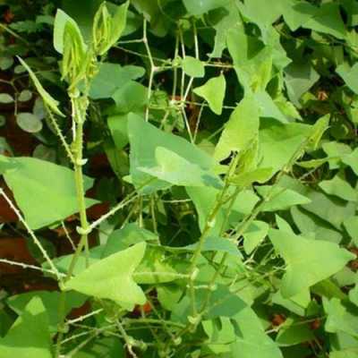 叶子三角形茎带刺是什么植物？带刺藤植物