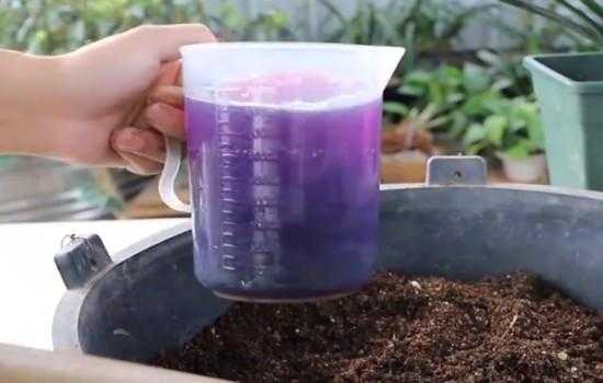 高锰酸钾给花土消毒配什么样的比例？给植物浇水用什么水-图2