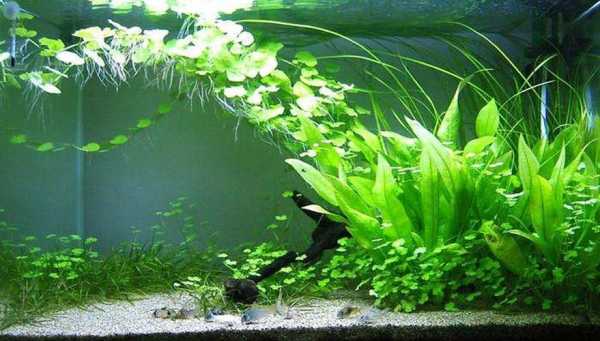 鱼缸水生植物怎么养？如何养殖水培植物-图2