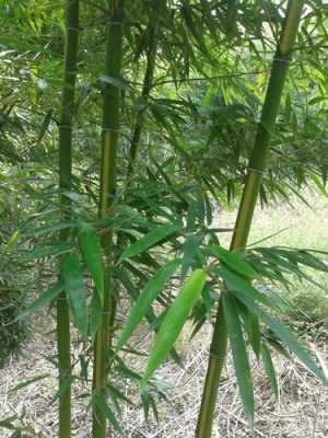 竹子为什么瘦瘦的？竹子是草本植物吗-图2