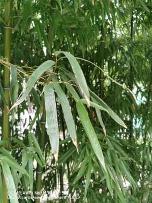 竹子为什么瘦瘦的？竹子是草本植物吗