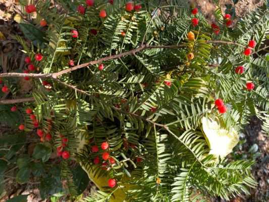 红豆杉是种子植物吗？红豆杉属于什么植物