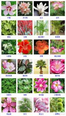 两个字的植物的名字有哪些？植物大全网站-图2