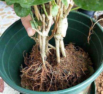 不小心把热水浇到花根了怎么补救？用开水浇的植物-图2