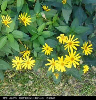 绿色条状叶子,黄花,带香味是什么花？绿色植物花卉图片-图3