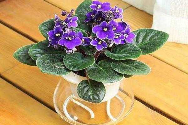 紫罗兰花能用水养吗（紫罗兰花能用水养吗视频）-图1