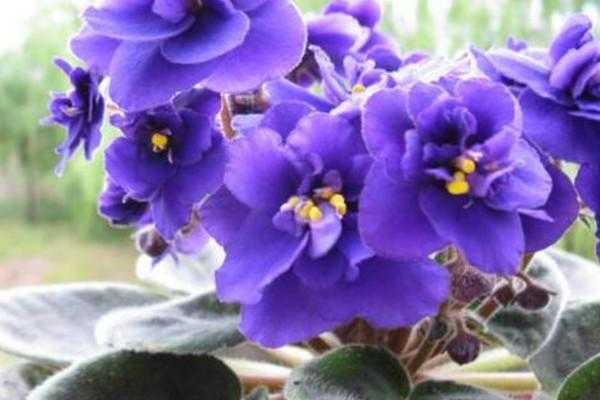 紫罗兰花能用水养吗（紫罗兰花能用水养吗视频）-图3