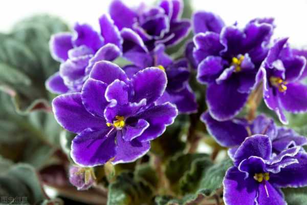 紫罗兰花能用水养吗（紫罗兰花能用水养吗视频）-图2