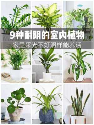 适合室内的喜阴植物有哪些？喜阴的室内植物或花卉-图3