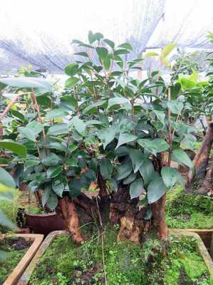 油茶树盆栽的养殖方法？盆景植物养殖方法