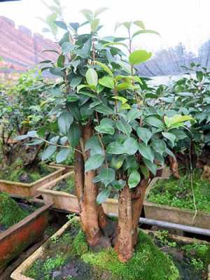 油茶树盆栽的养殖方法？盆景植物养殖方法-图2