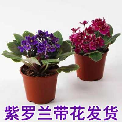紫罗兰花土（紫罗兰用土）-图2