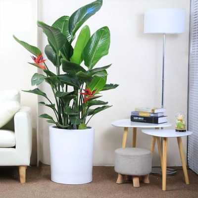 最适合客厅的30种大植物，大气又漂亮，你家有吗？观花植物图片及名称-图2