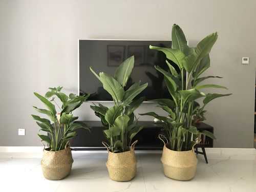 最适合客厅的30种大植物，大气又漂亮，你家有吗？家庭植物大全-图2