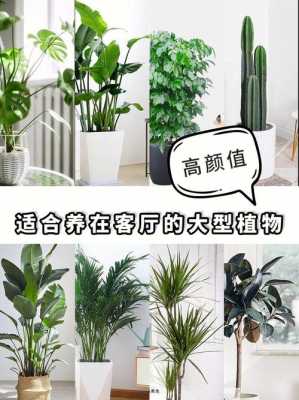 最适合客厅的30种大植物，大气又漂亮，你家有吗？客厅植物图片-图3