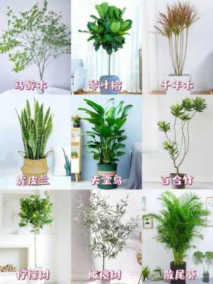 最适合客厅的30种大植物，大气又漂亮，你家有吗？客厅植物图片-图2
