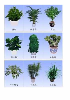 植物的种类有什么？植物图片及名称大-图1