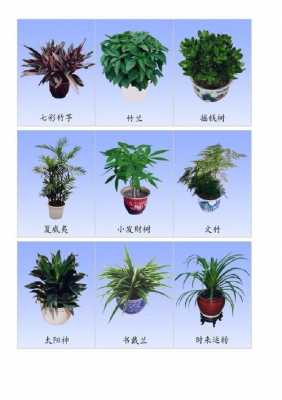 植物的种类有什么？植物图片及名称大-图3