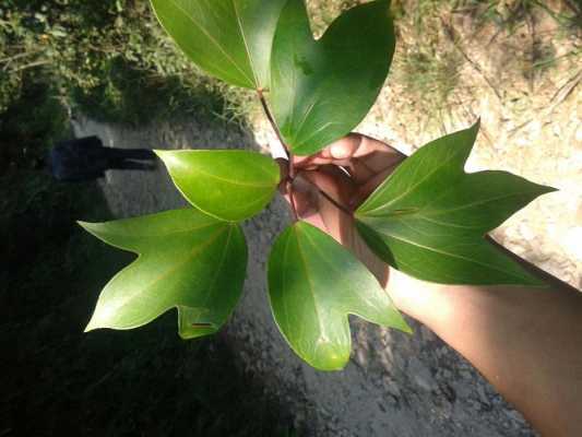 这个叫植物叫什么名字？像树一样，叶子厚厚的，绿色？植物图片和名称-图2