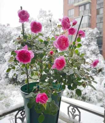 冬天玫瑰也会开花吗？冬天可以开花的植物