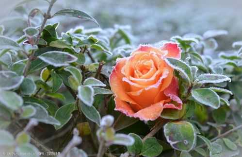 冬天玫瑰也会开花吗？冬天可以开花的植物-图2