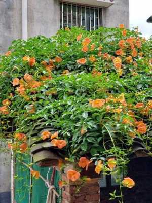 十大最旺家宅的阳台爬藤植物花朵大的植物-图2