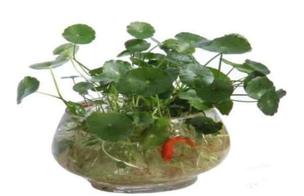 鱼缸养植物的正确方法？怎样养殖植物-图2