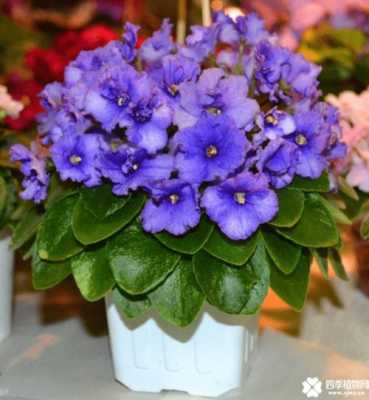 紫罗兰花适宜温度（紫罗兰养殖温度）