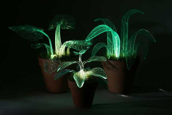 为促进植物生长，夜晚最适合用什么颜色的灯光照射植物？在晚上开花的植物-图1