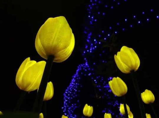 为促进植物生长，夜晚最适合用什么颜色的灯光照射植物？在晚上开花的植物-图2