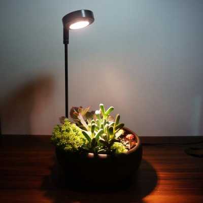 为促进植物生长，夜晚最适合用什么颜色的灯光照射植物？在晚上开花的植物-图3