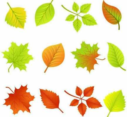 秋天各种各样叶子的变化？叶子类植物-图2