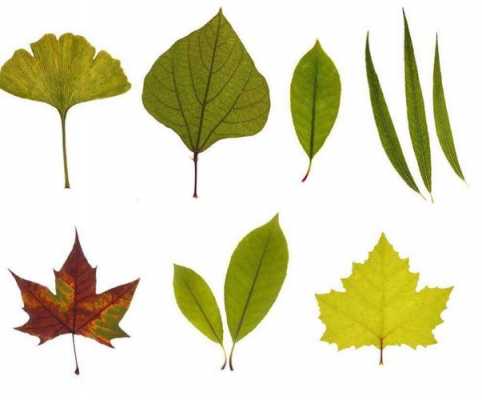 秋天各种各样叶子的变化？叶子类植物-图1