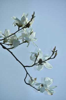 白色玉兰花花语（白色玉兰花的特点是什么）-图2